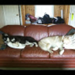 Meet your Posher, Louis